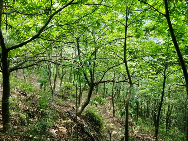 地震後的自然遺跡#47小百岳~九份二山749726