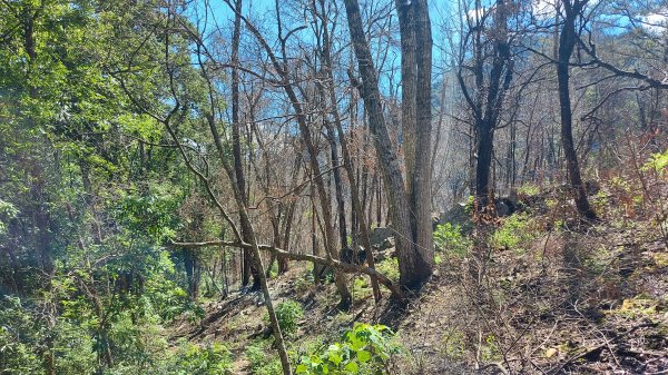 惠蓀林場小出山登山步道關刀山林道起登1725991