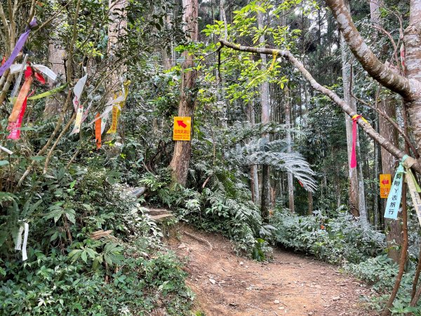 原始密林-向天湖山與光天高山11103151643730