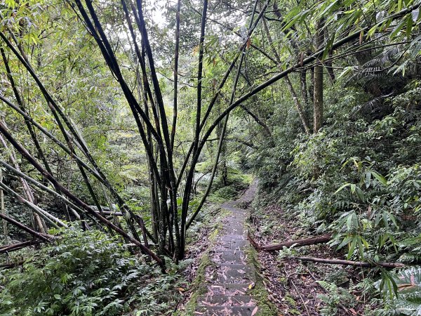 [微笑山線_第十一段] 2025_0803 五分山系_平溪小黃山段2851051