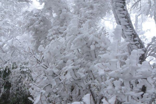  2021 D0101 純色北插1225510