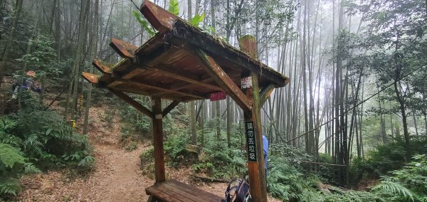 2023-11-25溪頭鳳凰山步道2361006