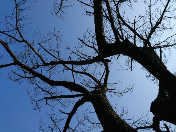金山老街、獅頭山公園 2017.04.0140058