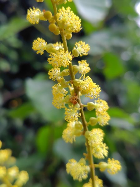 龍過脈森林步道2783807