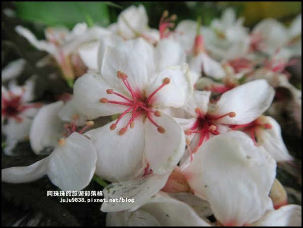    十一指古道包場賞桐花573606