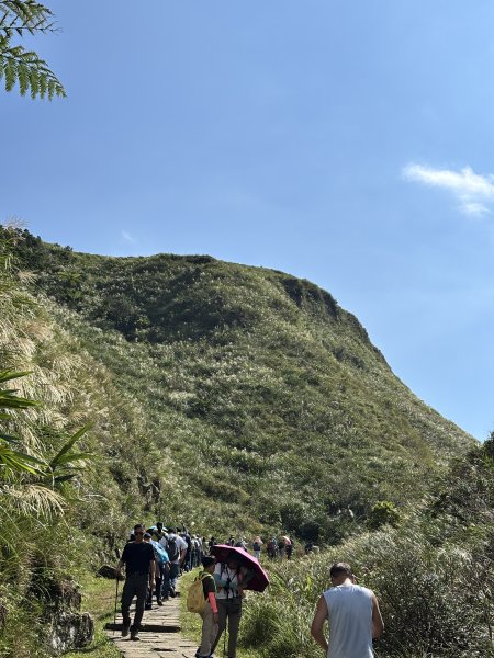 2025 芒草季 草嶺古道2932919