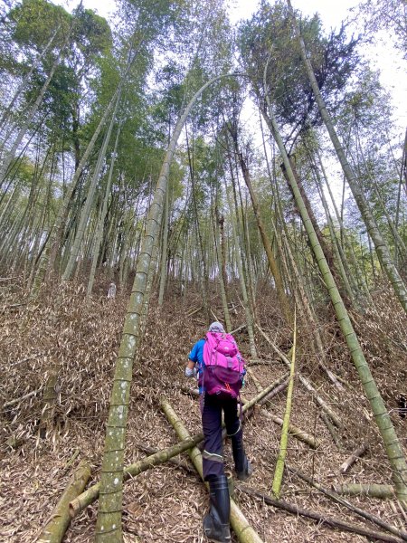 坪林林道、線浸林道登線浸山、樟湖山、馬路麻山  2021/4/161350699