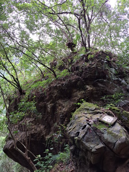 砂卡礑二日行D2：大同部落→千里眼山→砂卡礑步道→小錐麓步道→遊客中心202312032368723