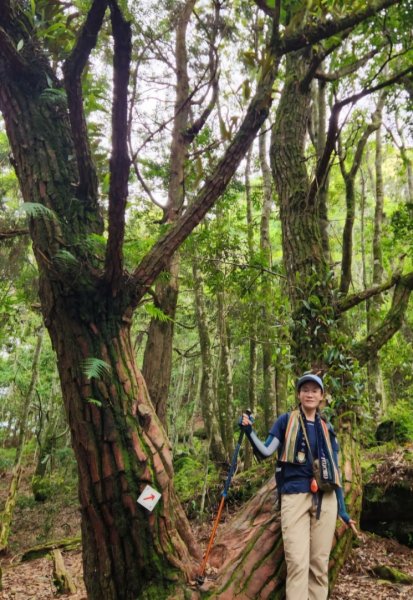 【中級山】五星級步道，谷關七雄馬崙山（八壯士進，斯可巴出）2744959