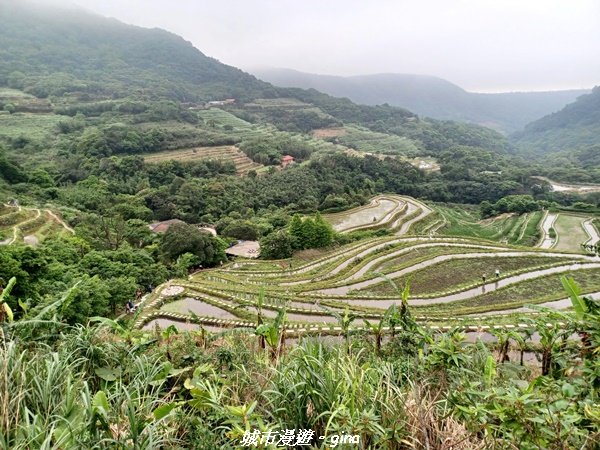【新北石門】全台唯一火山岩石砌梯田。 嵩山百年梯田阡陌步道2823935