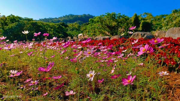 暖暖冬陽北投趴趴走，農禪寺/三層崎/貴子坑 #雪貂 #寵物貂2686757