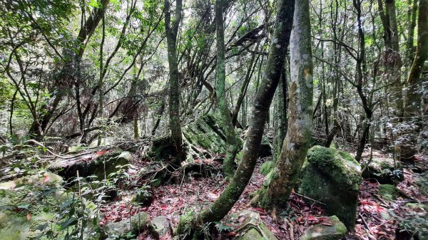 《台中》魔幻森林｜橫嶺山沙蓮山O型202104301367144