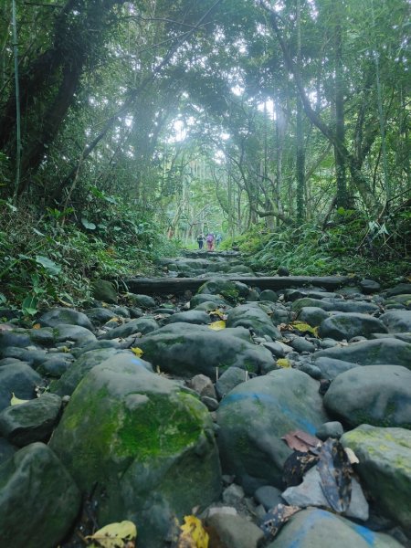 關仔嶺大凍山(夏季不要早上6點來、您會愛上這座山)2552184