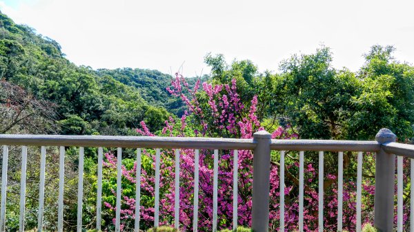 《蝶戀花・善光寺禪門櫻花》2709776