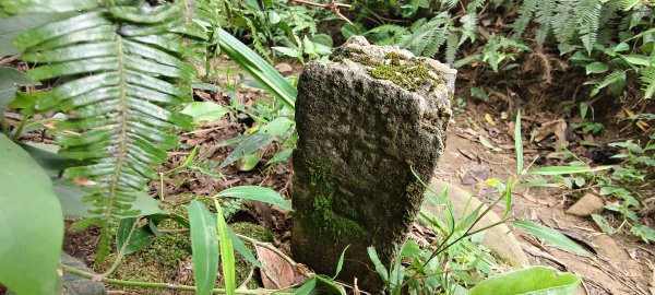 2025/07/19-大艽芎古道上溪洲山O型2841562