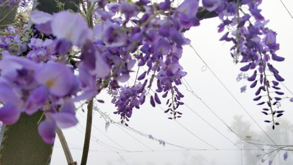 1100314瑞里紫藤花祭活動日期查詢890255