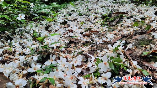 【基隆】瑪西桐花步道&焦炭窯