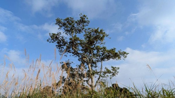 竹仔尖山步道3002524