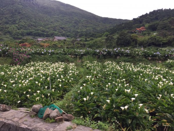 2019/05/03竹子湖繡球花577946