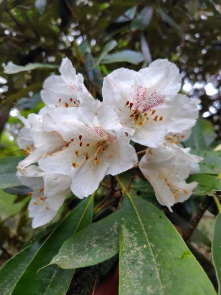 稍來小雪山國家步道、船型山、鞍馬山、鞍馬山東北峰、天池、雪山神木2799774