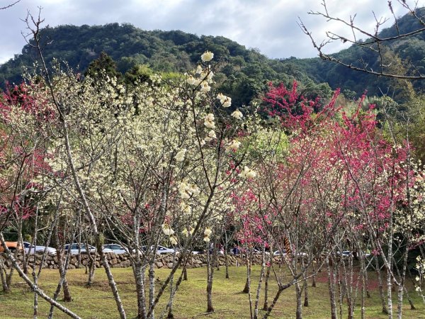 【新聞】福虎迎新春 「嘉」遊過好年