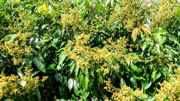 《臨江仙。黃花風鈴木》2735415