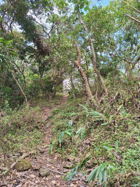 南化鈺鼎步道上糖子恩山+北峰202503152736891