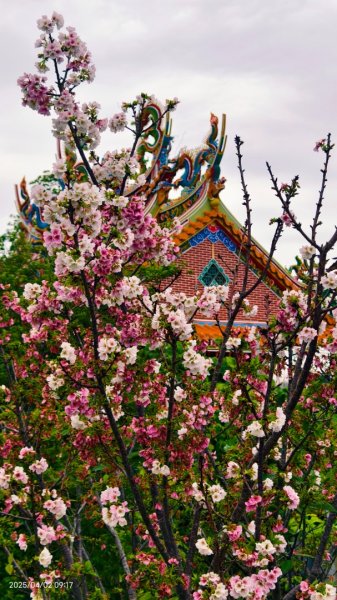 #綠繡眼 訪花 #吉野櫻 #天元宮 #楓樹湖 03162750792