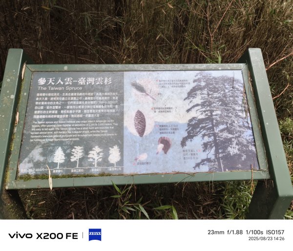 [玉山尋寶任務-05/12] 2025_0823 塔塔加步道(大鐵杉登山步道)2869655