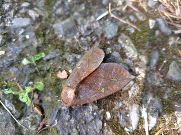 石盤坑 墘溪 橫屏山西峰 橫屏山2890689