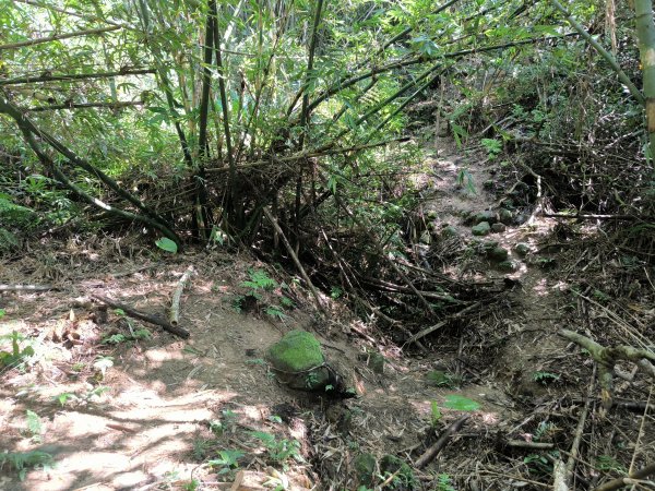 20250913微笑山線：【天上山系】望月亭桐花段2883457