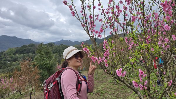2025貓空杏花林杏花大爆發，粉紅、深紅及白色杏花爭奇鬥艷，從公車站步行20分鐘即抵達2720179