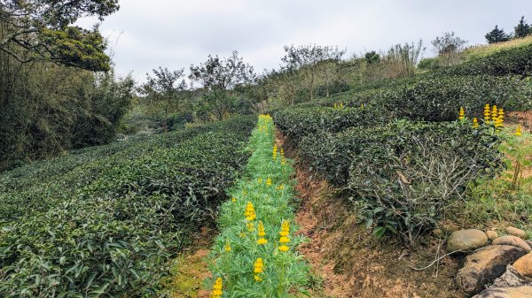 大北坑魯冰花2435733