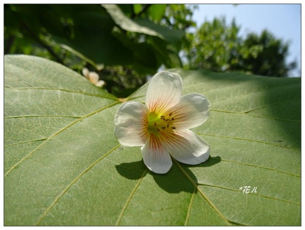 東海大學/三年桐花開911175