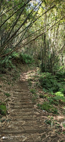 湳仔溝大艽芎古道上溪洲山來回773838