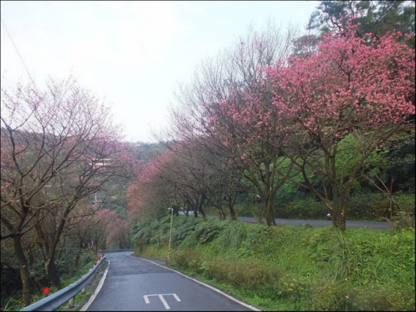【新北市】大尖山櫻花