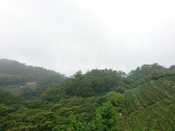 貓空樟樹步道 2017.05.21139493