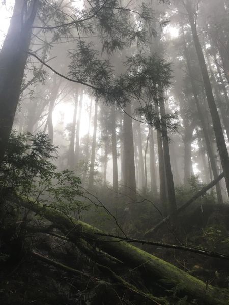 觀霧檜山巨木森林步道171749