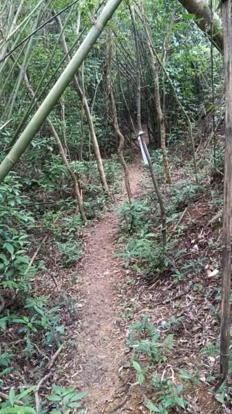 20250607 新竹竹東三山(樹杞林山 - 新具庄山 - 員崠子山)  O型2809038