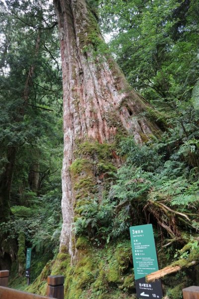 〔桃園復興〕拉拉山巨木，史詩級魔幻森林，75公頃紅檜 扁柏森林浴2236995