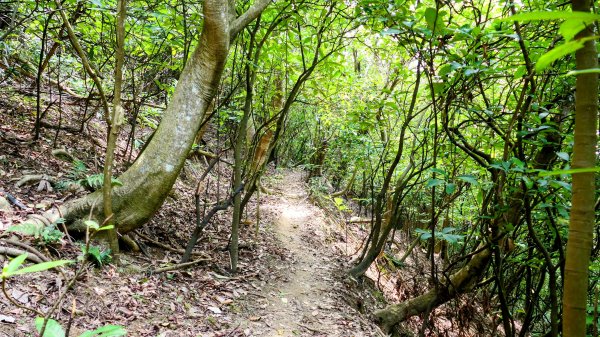 向北的龜溪縱走。評耶哀2777730