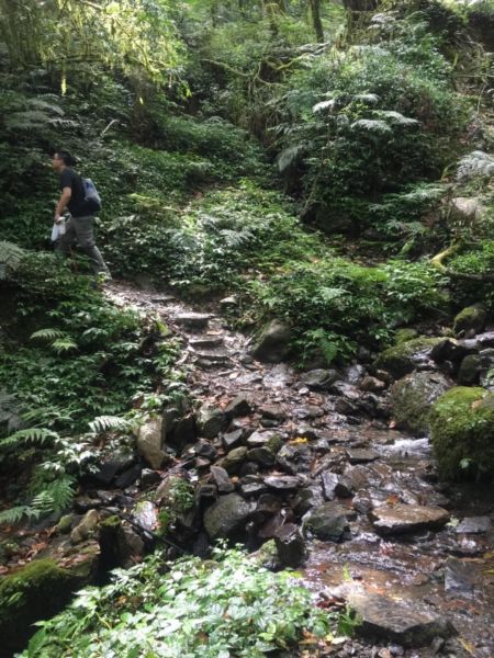 尖石鄉神木群B區386515