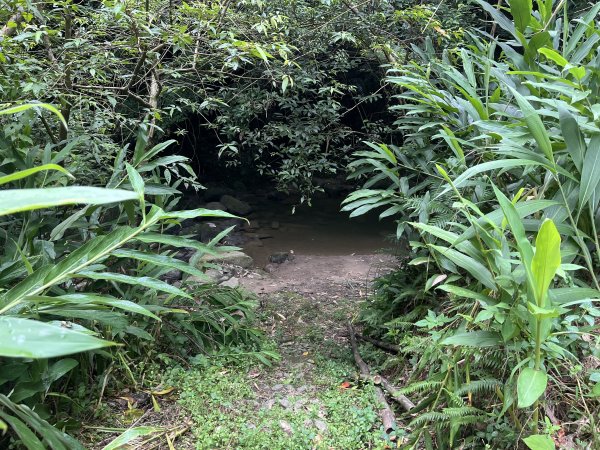 [皮皮獅探險隊-06/10] 2025_0706 四寮溪生態步道2831971