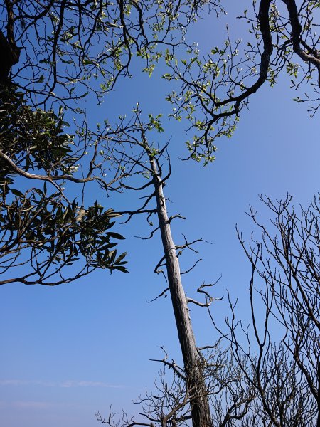 水田林道上貴妃山-鞍部石猴-那結山O型走1307504