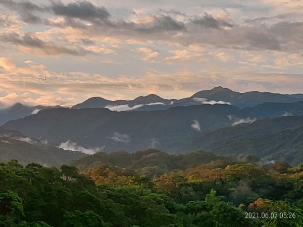 六月上旬晨走義確山下1413414