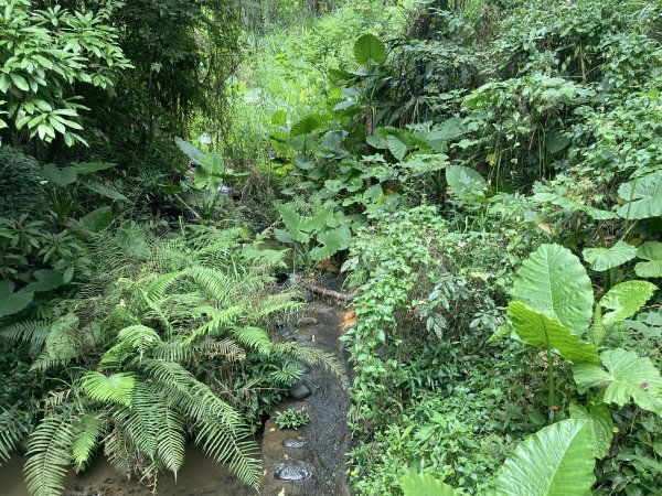 南埔村觀音步道+挑水壢古道2550267