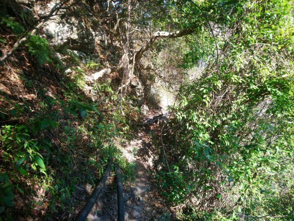 屋我尾山(麗陽線)821160