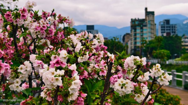 #綠繡眼 訪花 #吉野櫻 #天元宮 #楓樹湖 03162750784