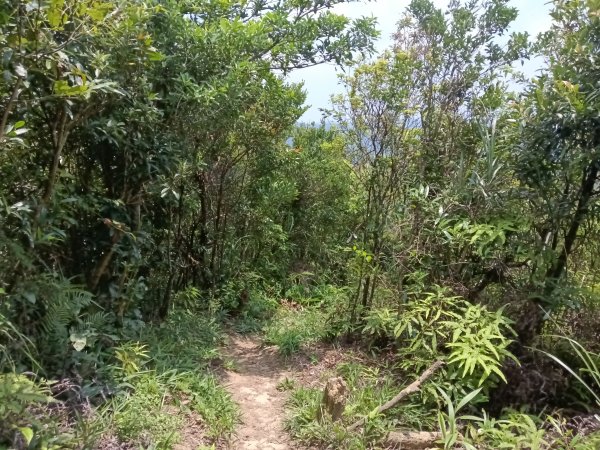 內湖區大丘田保甲路+開眼山+白石湖山+白石湖山東峰+大邱田山+消防山O型2858946