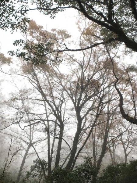 迷霧中的山毛櫸465350